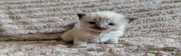 Ragdoll cats for sale: All babies have found a loving home  - Advert 4