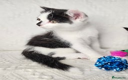 Scottish Fold cats for sale: Scottish straight x British short kittens  - Image 4