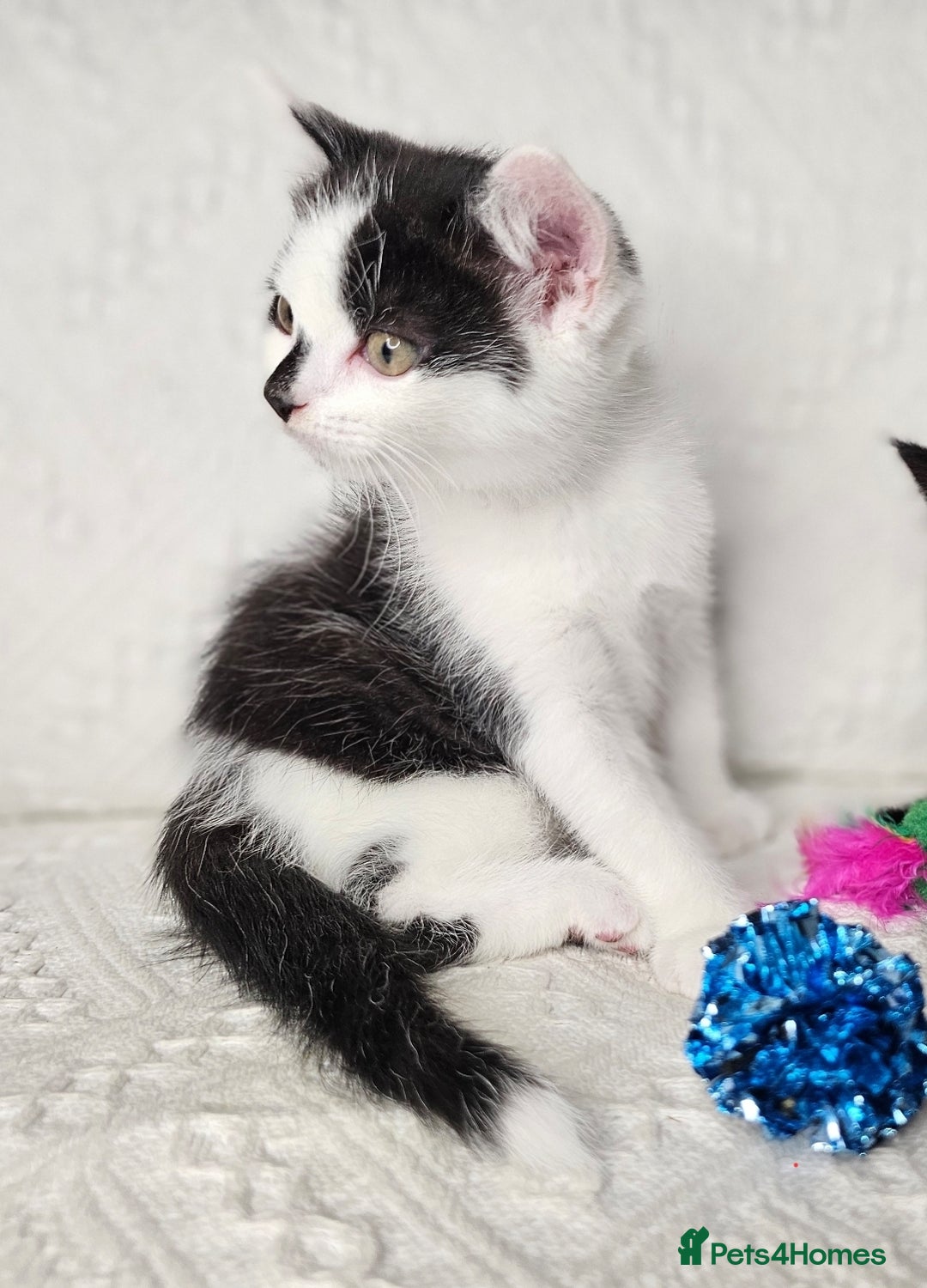 Scottish Fold cats for sale: Scottish straight x British short kittens  - Image 4