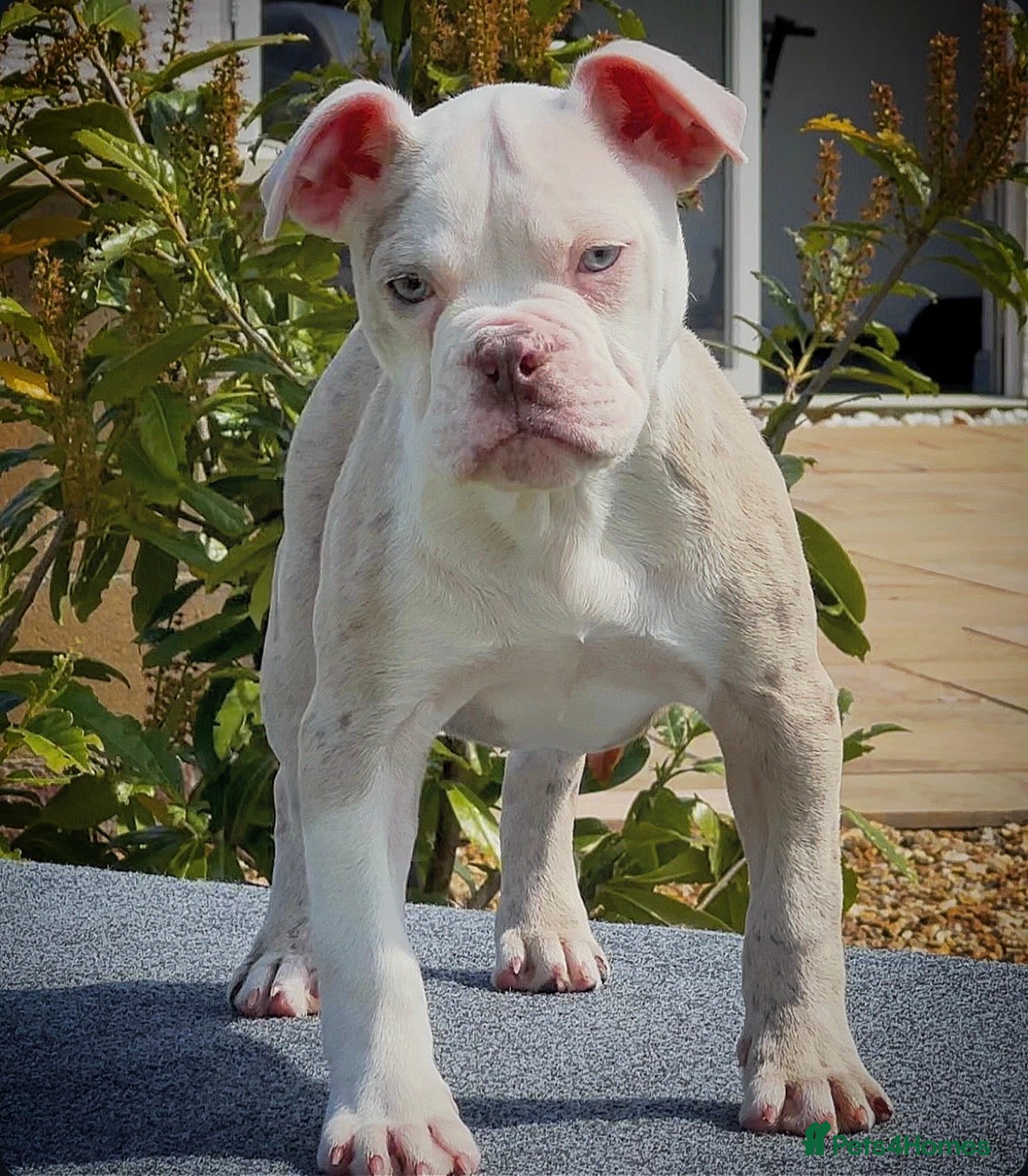 Olde English Bulldogge dogs 23❤️YEARS❤️5⭐️RATED❤️LICENSED❤️PROFESSIONALS❤️ - Advert 3