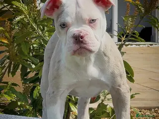 Olde English Bulldogge dogs 23❤️YEARS❤️5⭐️RATED❤️LICENSED❤️PROFESSIONALS❤️ - Advert 3