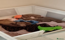 Miniature Dachshund dogs for sale: Miniature Dachshund Puppies Ready For New Homes - Advert 4