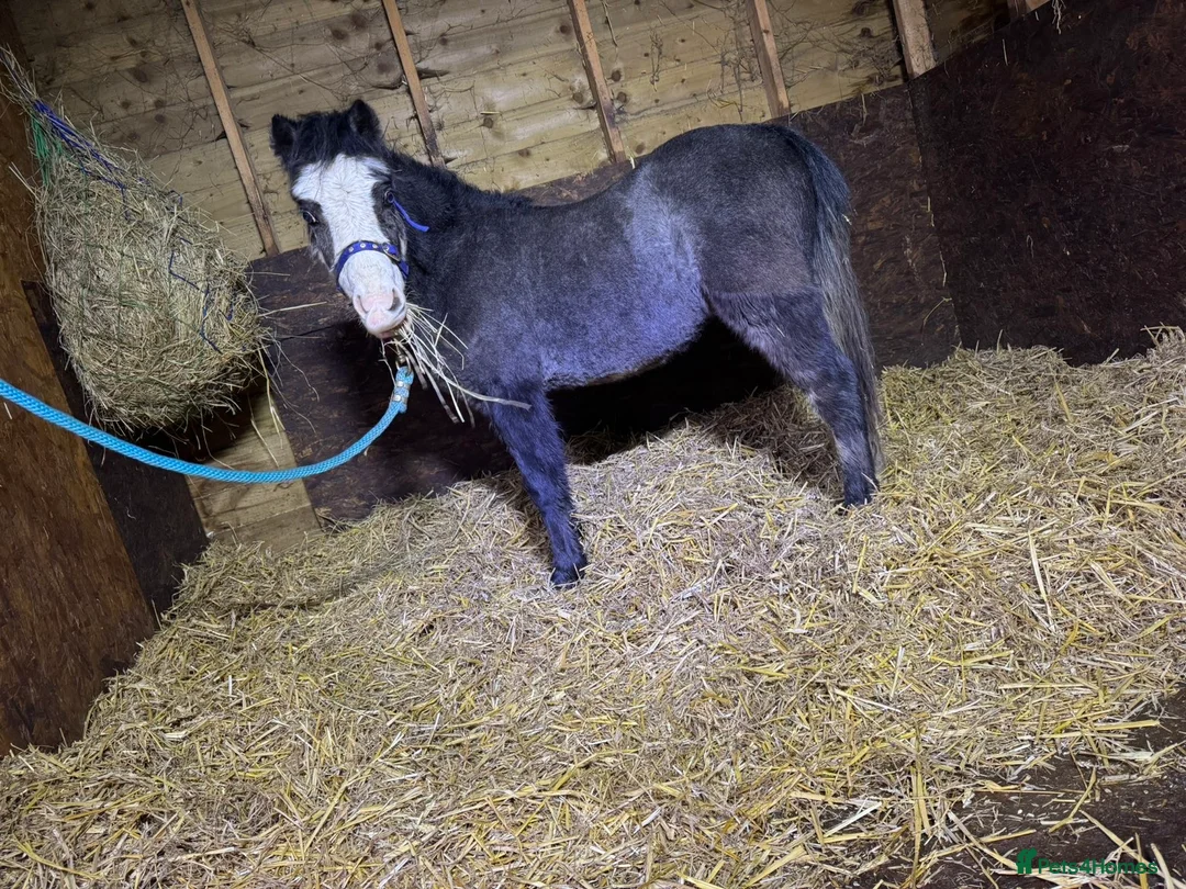 Welsh Section A horses for sale: Grey and black Welsh A - Advert 2