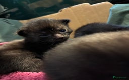 Domestic Shorthair cats for sale: Kittens for sale  - Image 7