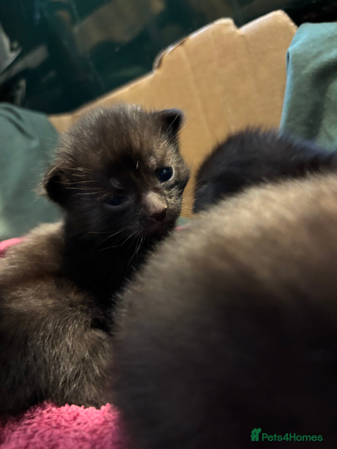 Domestic Shorthair cats for sale: Kittens for sale  - Image 7