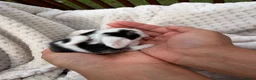 French Lop rabbits for sale: French lop X mixed kits - Advert 4