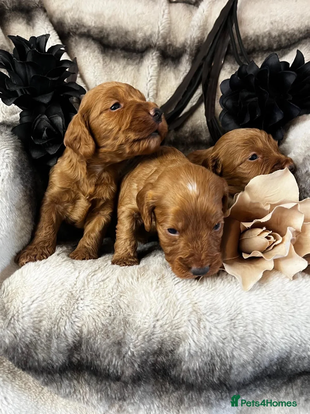 Miniature Poodle dogs for stud: Dark Red Miniature Poodle Stud Package Available in Southampton - Advert 17