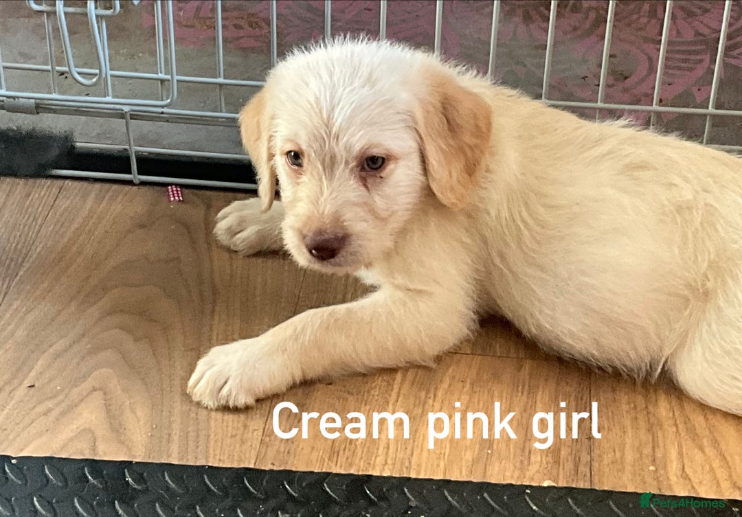 Labrador Retriever dogs for sale: Labrador puppies - Image 6
