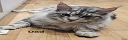 Maine Coon cats for sale: Maine coon kittens ready now, 1girl 1boy left  - Advert 13