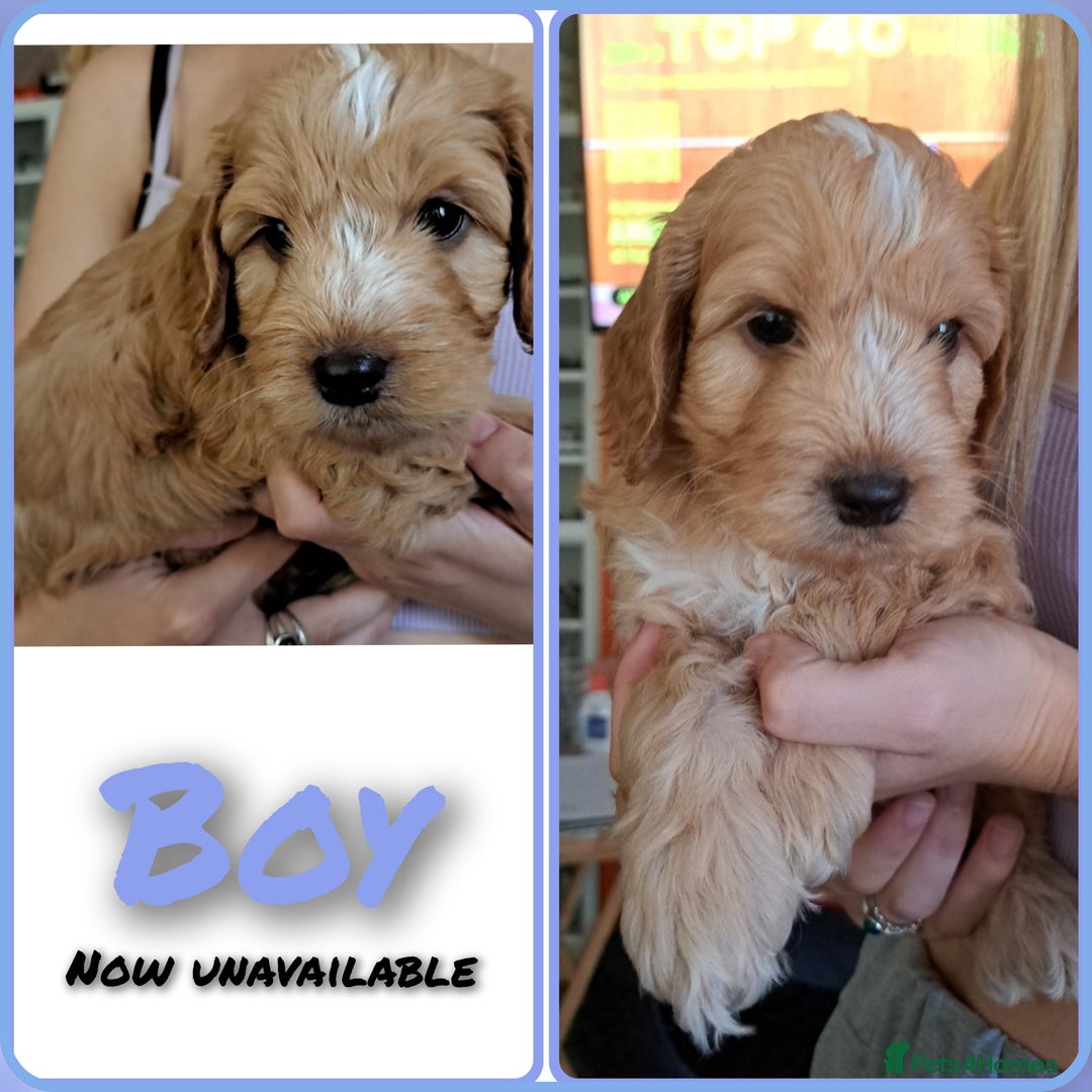 Cockapoo dogs for sale: F2 cockapoo puppies  - Image 30