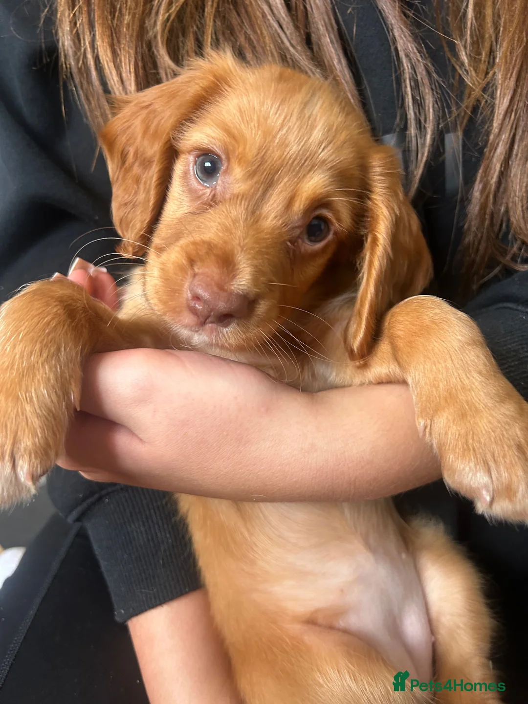 Cocker Spaniel dogs for sale: Cocker spaniel puppies - Advert 2