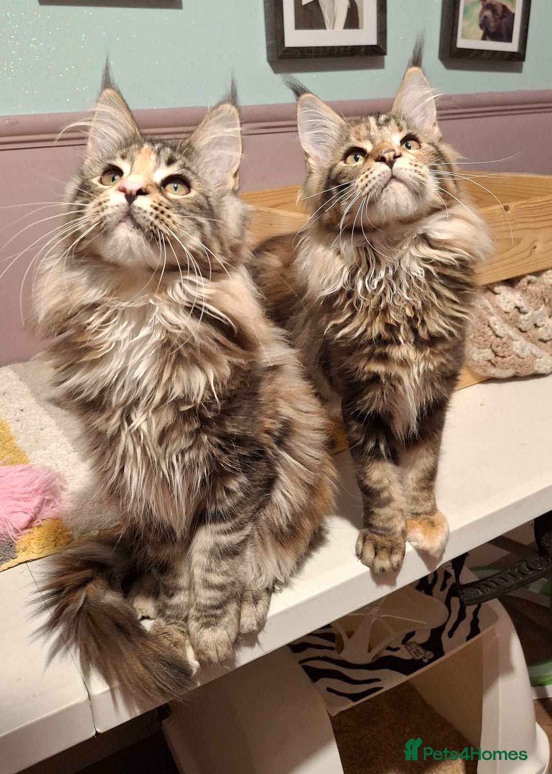 Maine Coon cats for sale: Beautiful torbie Maine Coon girls - Advert 19