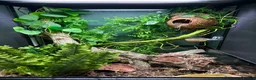Gecko reptiles for sale: Jupiter the crested gecko  - Advert 4