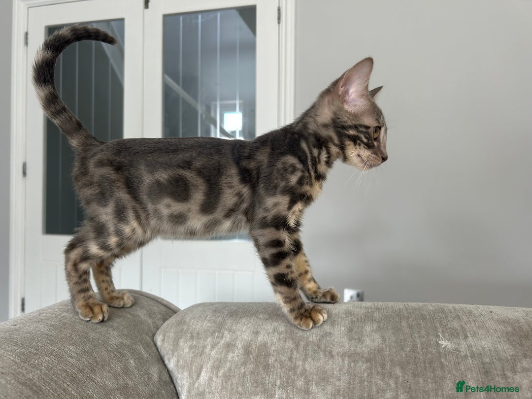 Bengal cats for sale: Adorable Female Blue Bengal Kitten TICA REG - Image 20