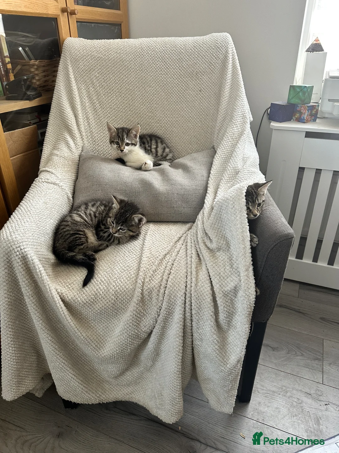 Mixed Breed cats for sale: Absolutely gorgeous little boy kitten available  - Advert 3