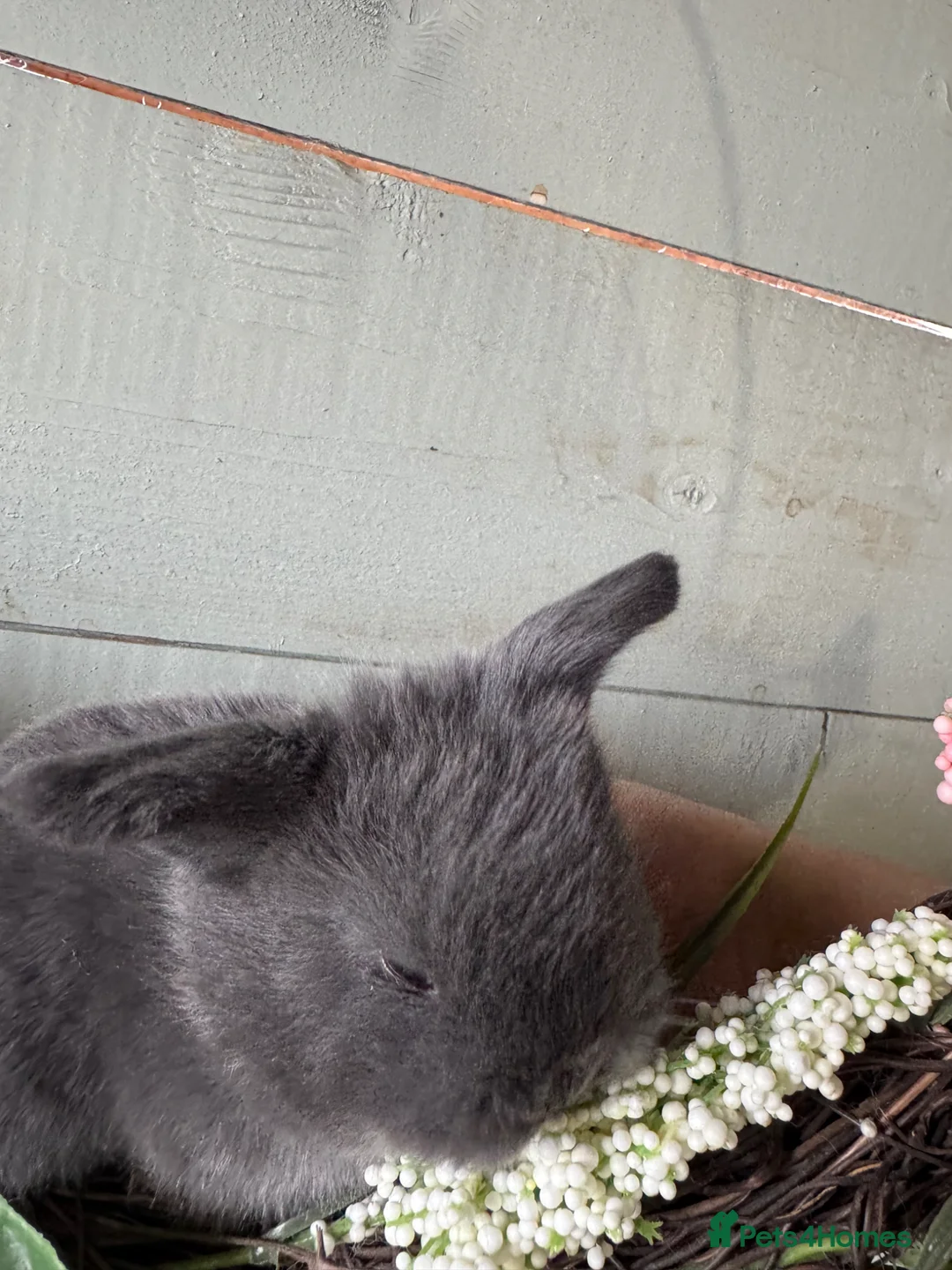 Netherland Dwarf rabbits for sale: 3 Netherlands Dwarf rabbits - Advert 2