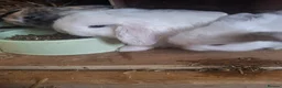 Mini Lop rabbits for sale: Mini lop baby rabbits  - Advert 4