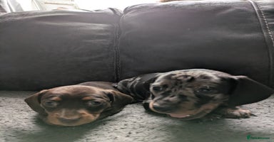 Miniature Dachshund dogs - Advert 8