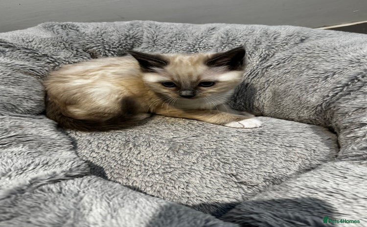 Ragdoll cats - Advert 4