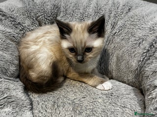 Ragdoll cats - Advert 2