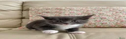 Mixed Breed cats for sale: Grey boy and girl ready for their forever homes - Advert 10