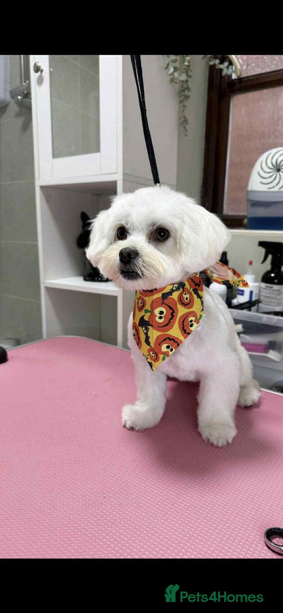 Bichon Frise dogs for sale: Bicchon malteze - Advert 2