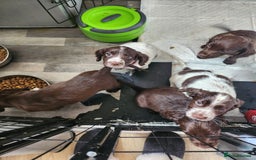 Cocker Spaniel dogs for sale: 7 pups 4 girls 3 boys  - Image 32