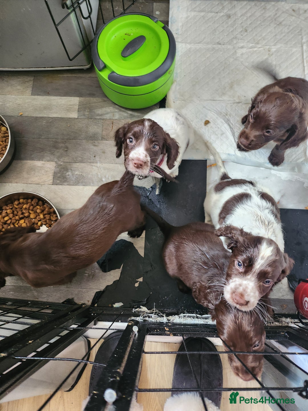 Cocker Spaniel dogs for sale: 7 pups 4 girls 3 boys  - Image 32