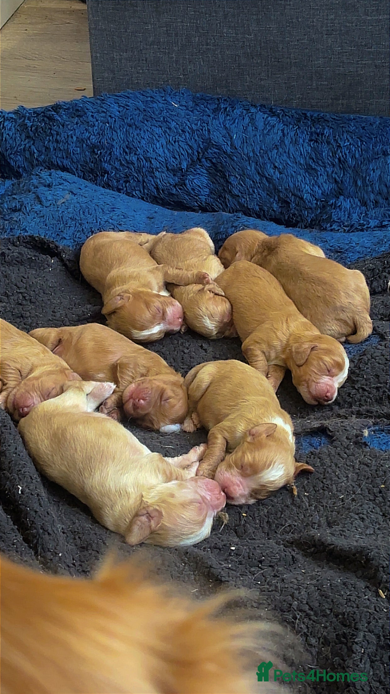 Mixed Breed dogs 8x Cocker Spaniel Puppies  - Advert 1