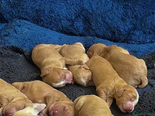 Mixed Breed dogs 8x Cocker Spaniel Puppies - Advert 2