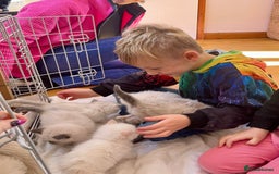 Ragdoll cats for sale: Beautiful Flame/ Cream Ragdoll kittens - Advert 9