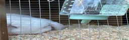 French Lop rabbits for sale: French lop male bugsy  - Advert 6