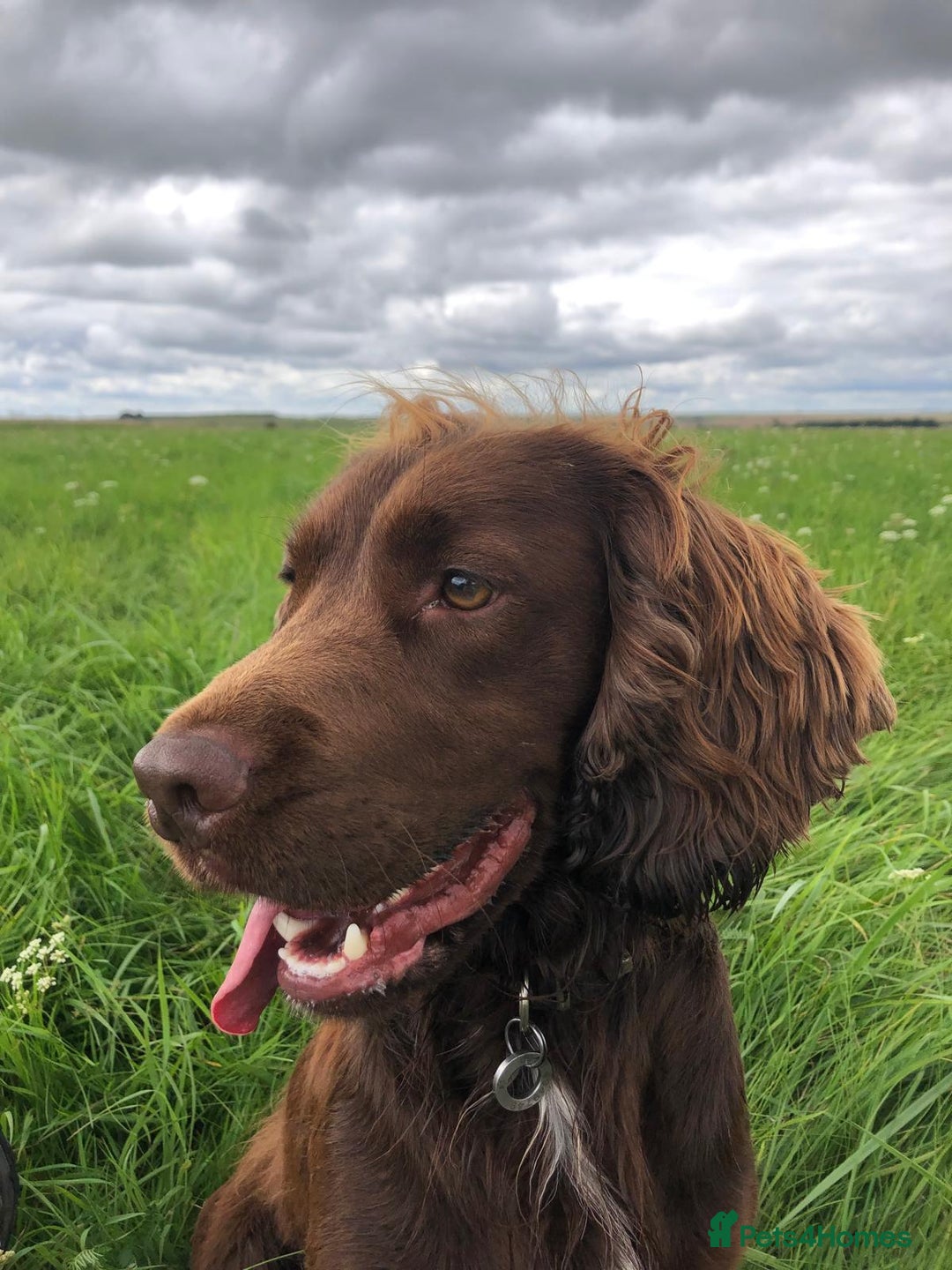 Sprocker dogs for stud: Sprocker Stud - Image 13