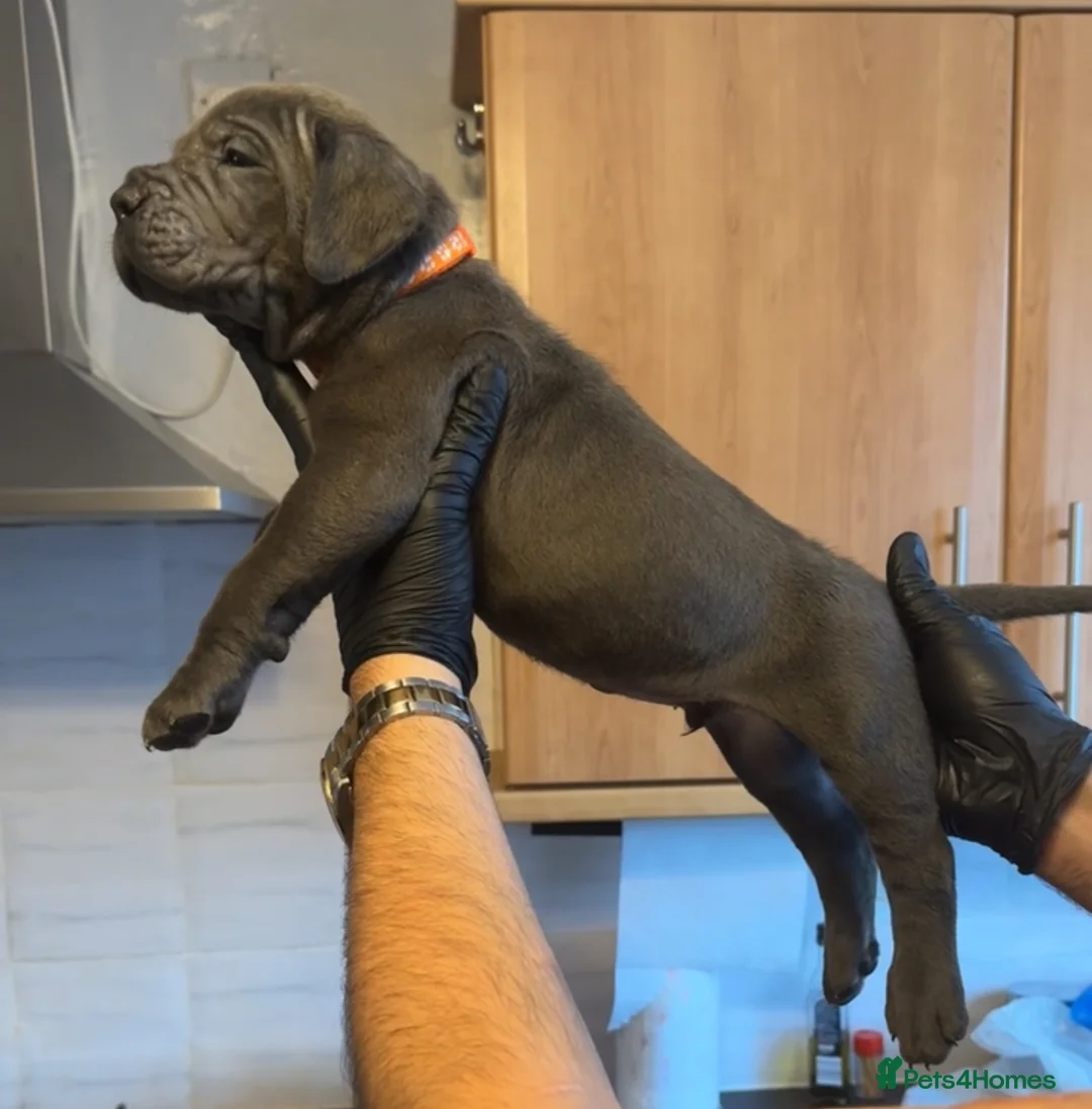 Cane Corso dogs for sale: Pure Blue Cane Corso puppies for sale - Advert 21