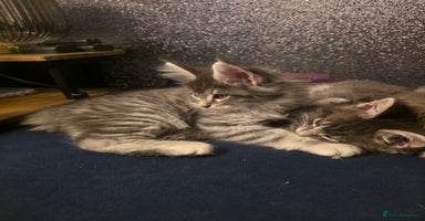 Maine Coon cats Maine Coon kittens  - Advert 5