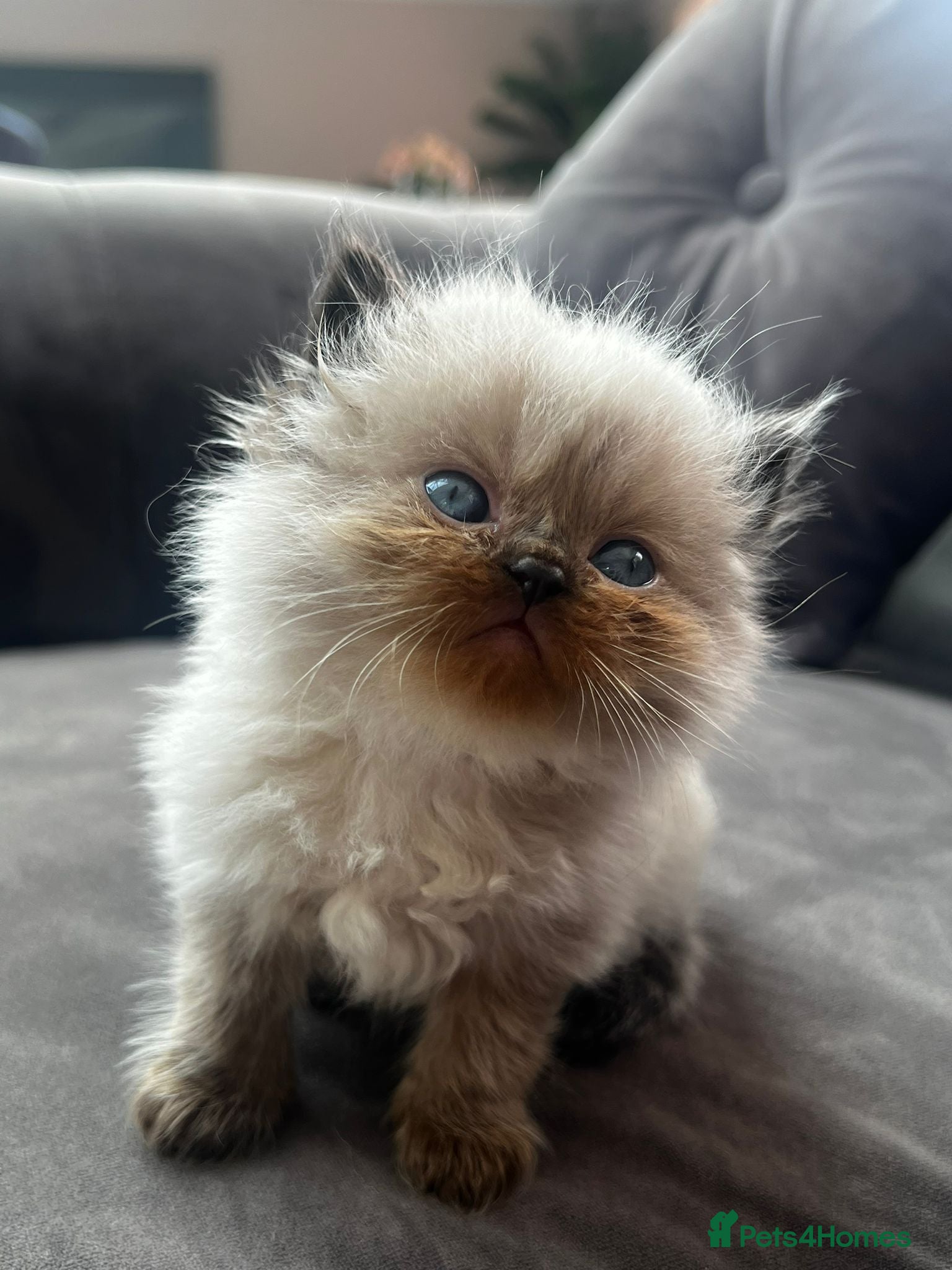 Persian cats Persian kitten for sale - Advert 2