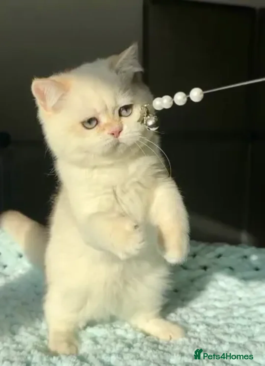 British Shorthair cats for sale: British Shorthair BSH Black Golden Chinchilla CP - Advert 3