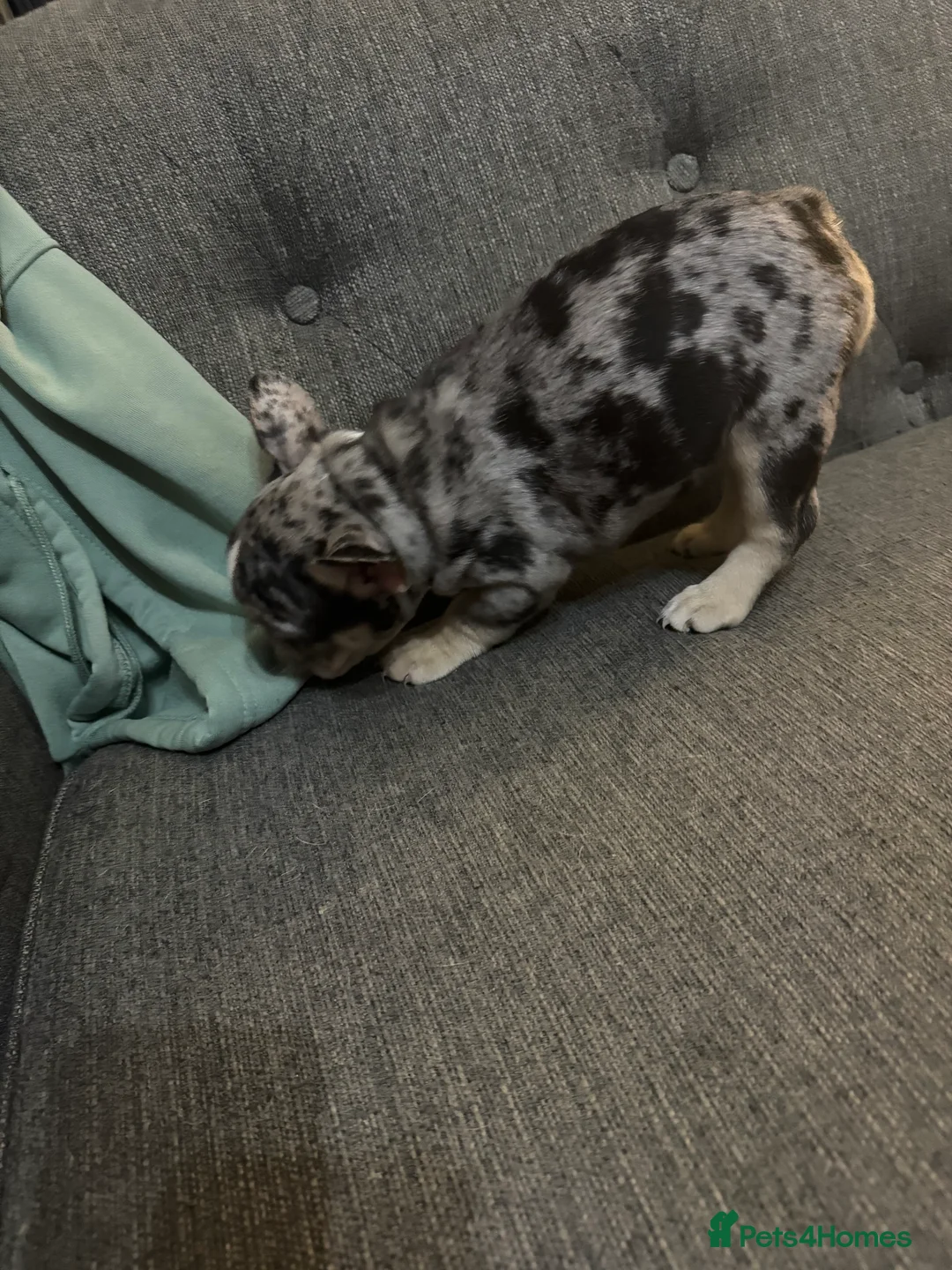 French Bulldog dogs for sale: DWKC Registered Puppies – Health Tested  - Advert 31