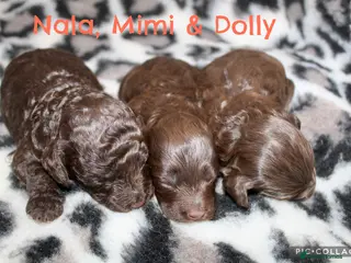 Cockapoo dogs Exceptional health tested American Cockapoos - Advert 6