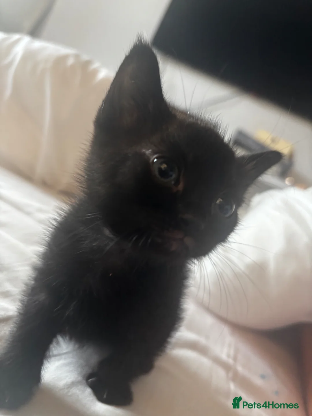 Russian Blue cats for sale: Russian blue X kittens - Advert 2