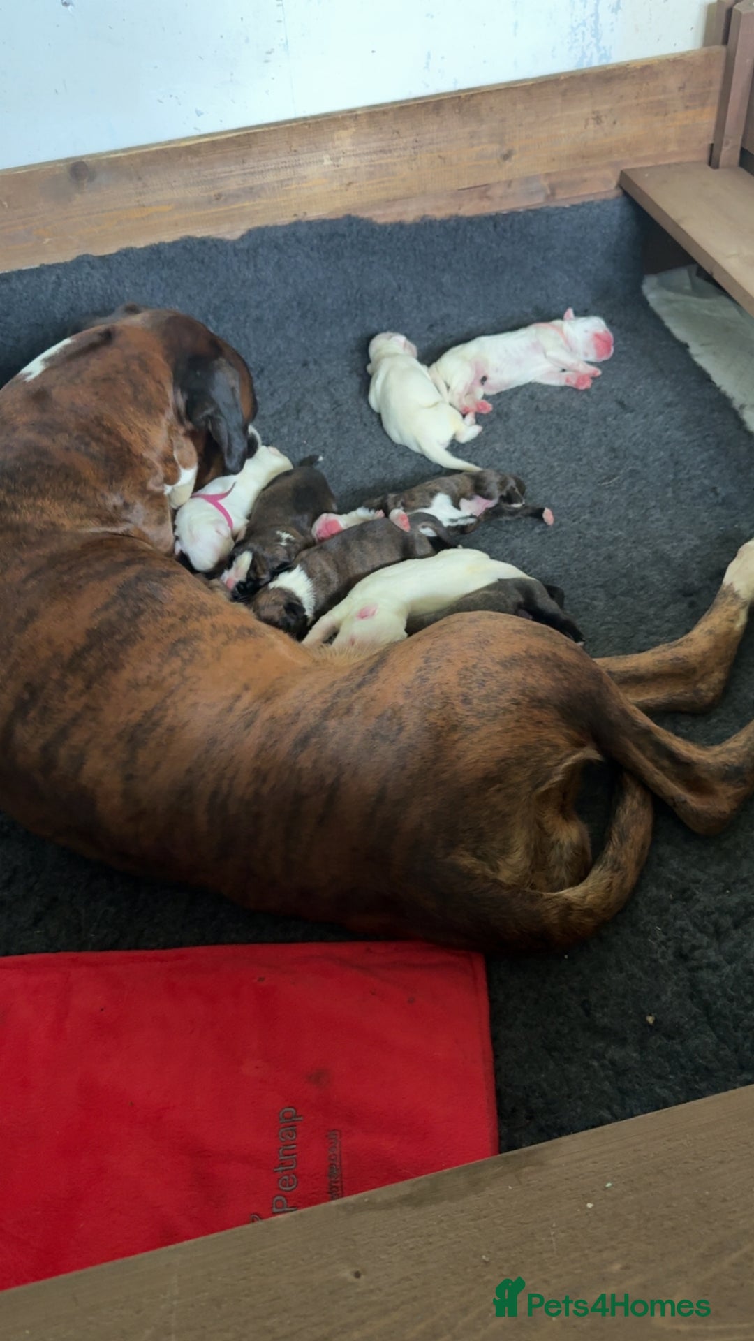 Boxer dogs for sale: Outstanding Boxer puppies (health tested parents) - Image 6