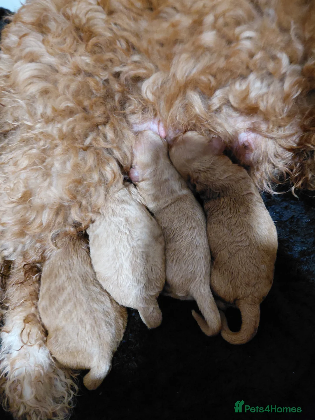 Cockapoo dogs for sale: Beautiful cockapoo puppies. - Advert 2