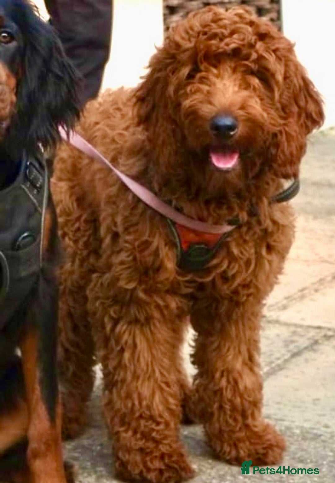 Mixed Breed dogs for sale: Irish doodle x Poodle Pointer puppies. Stunning!!! - Advert 8