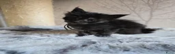 Maine Coon cats for sale: Hand Reared Black Smoke Maine Coon Kittens - Advert 22