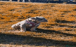 Mixed Breed dogs for sale: 3 dogs for sale! - Image 15