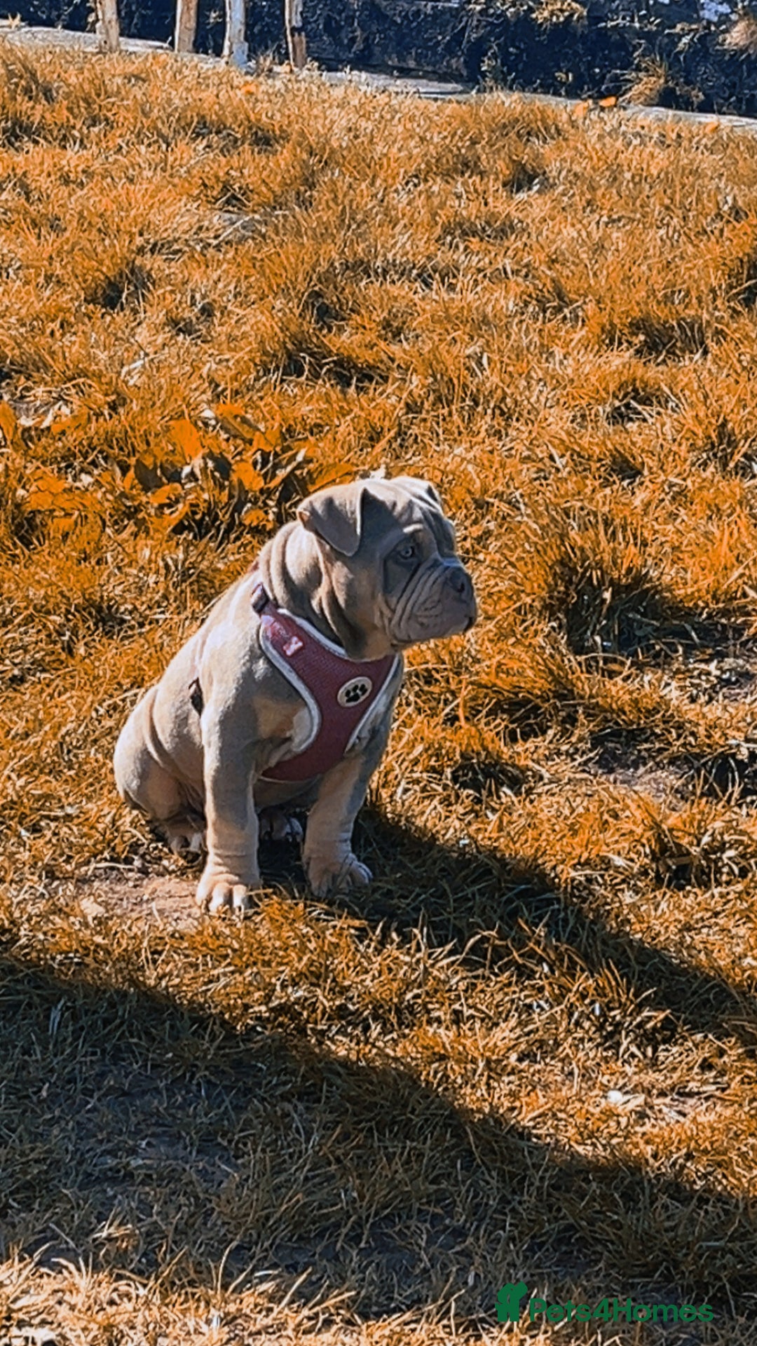 Mixed Breed dogs for sale: 3 dogs for sale! - Image 15