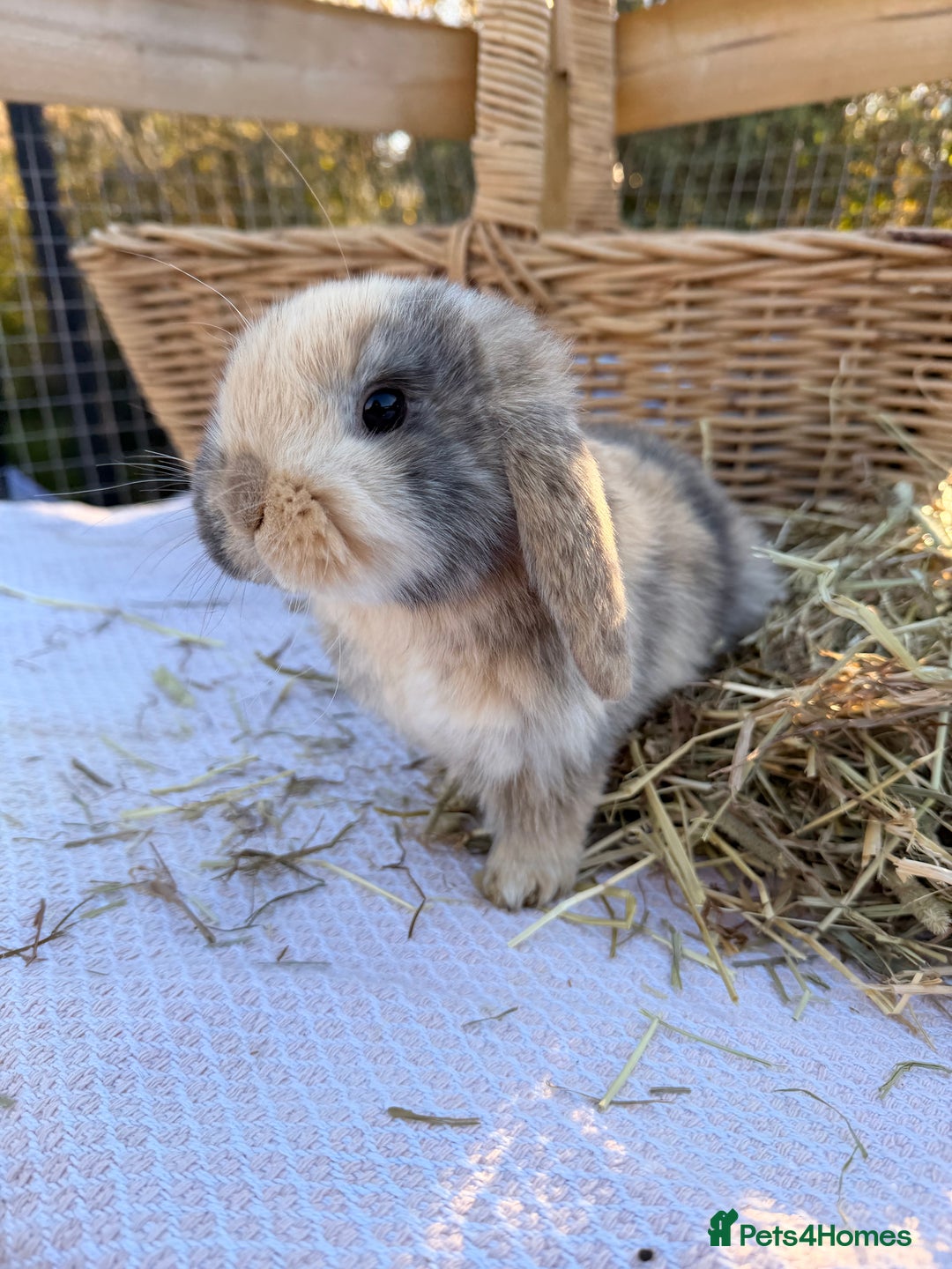 Mini Lop rabbits for sale: Mini Lop bunnies  - Advert 7