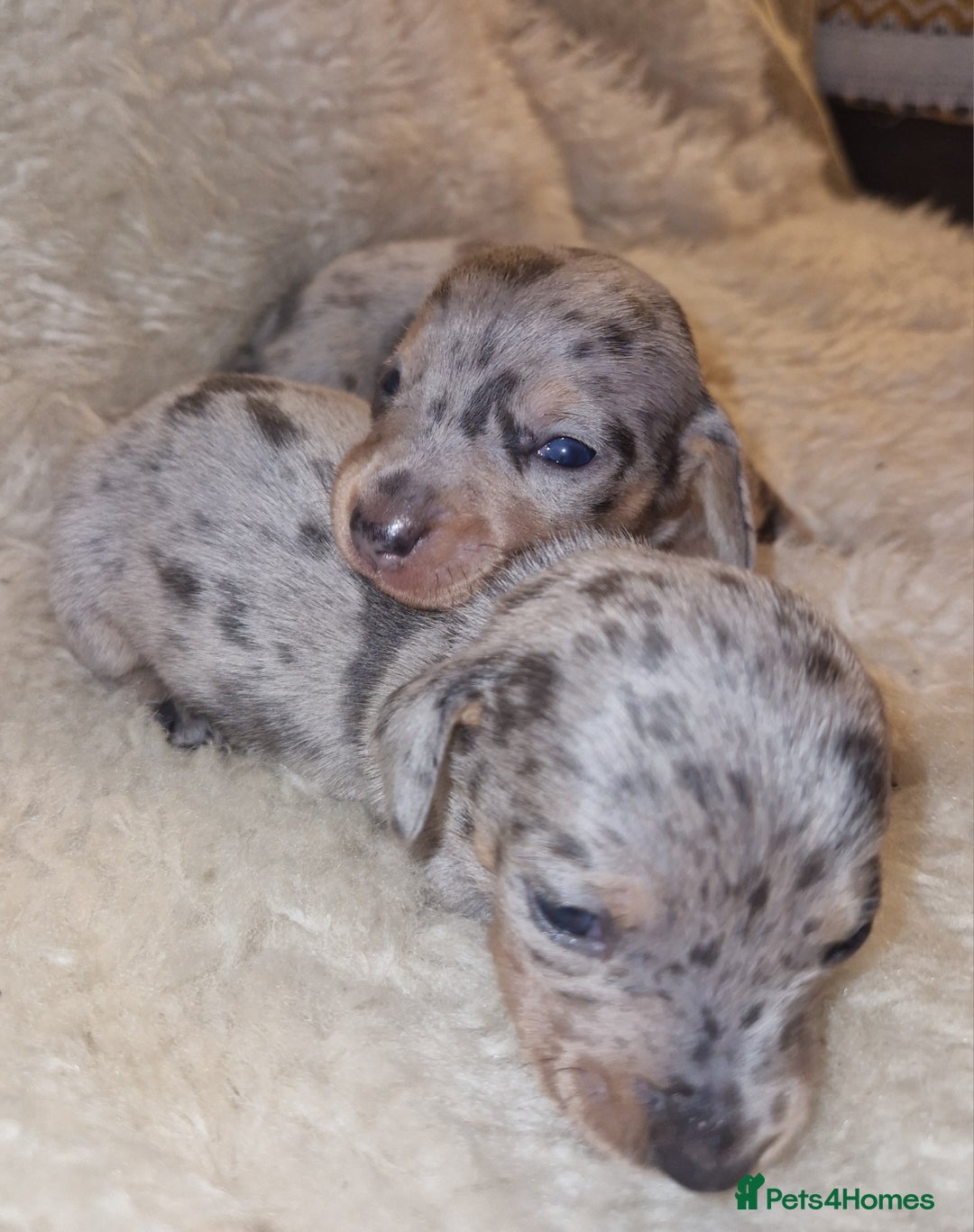 Dachshund dogs for sale: Beautiful litter of mini dachshunds  - Advert 3