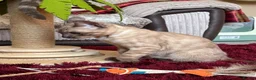 Bengal cats for sale: Seal Solid Silver Mink Bengals ❤️ - Advert 16