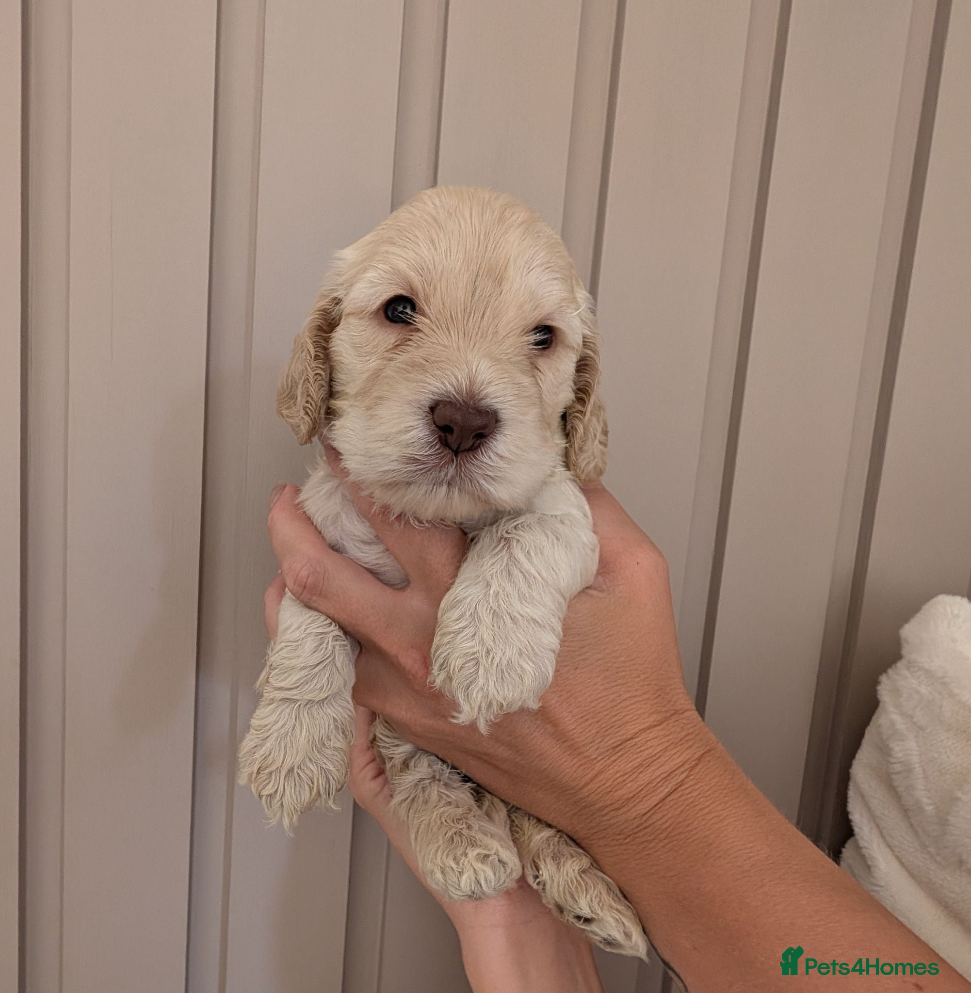Cockapoo dogs Stunning Cockapoo pups - Advert 9